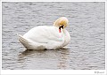 Wilde knobbelzwaan_20100208_006